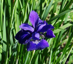 blue flag iris